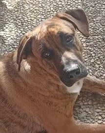 Cane 2 anni
