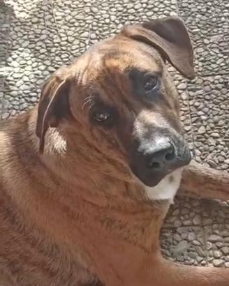 Cane 2 anni