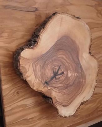 Fetta di tronco in legno di Ulivo