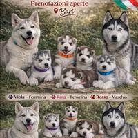 Dolcissimi cuccioli siberian husky