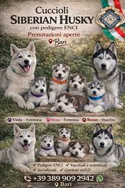Dolcissimi cuccioli siberian husky