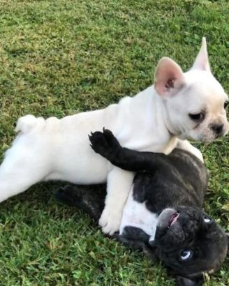 Bulldog francese
