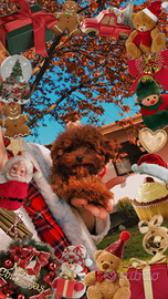 Barbone pedigree enci