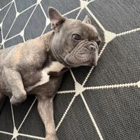 Bulldog francese blue