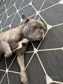 Bulldog francese blue