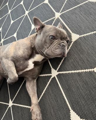 Bulldog francese blue