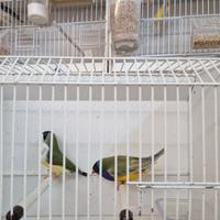 Uccelli Canarini gould e passeri del giappone