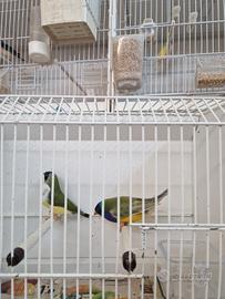 Uccelli Canarini gould e passeri del giappone