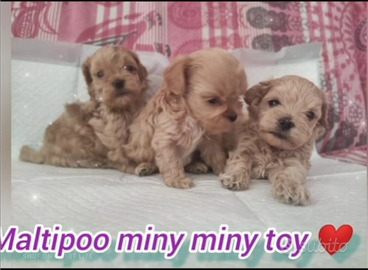 Maltipoo mini Toy