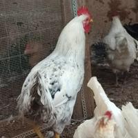 Gallo LivornesexIsaB. e Kabir rosso