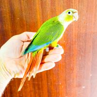 Pappagalli conuro guance verdi allevati a mano