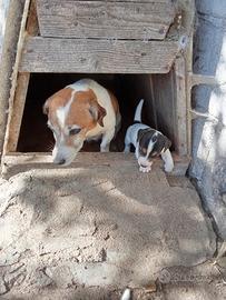 Cuccioli jack Russell