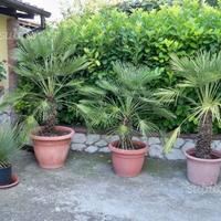 Palme Liguri Sardegna