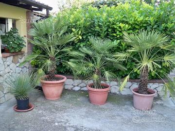 Palme Liguri Sardegna