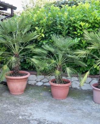 Palme Liguri Sardegna