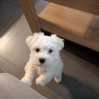 Maltese Toy