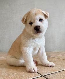 Cuccioli Huskita (Akita/Husky)