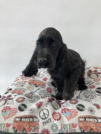 Cocker Spaniel