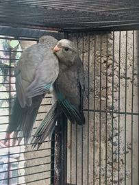Kakariki