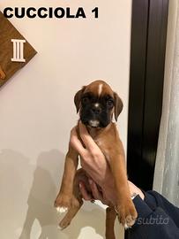 Cuccioli Boxer