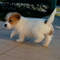 Jack Russell Terrier Femmina