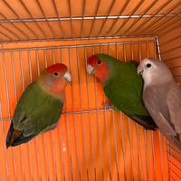 Inseparabili in cova chi vuole già prenotare