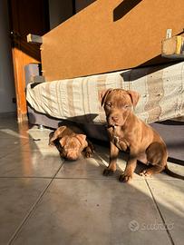 Cucciola pitbull red nose femmina