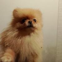 Spitz Pomerania nano