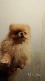 Spitz Pomerania nano