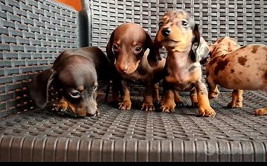 Bassotti kaninchen cuccioli
