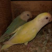 Inseparabili roseicollis