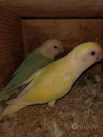 Inseparabili roseicollis