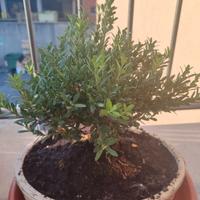 bonsai di bosso 