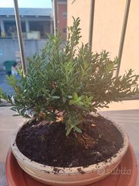 bonsai di bosso 