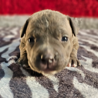 Allevamento Amstaff cuccioli