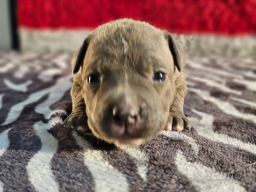 Allevamento Amstaff cuccioli