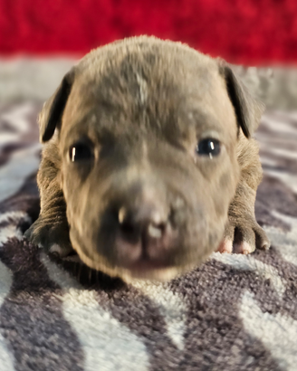 Allevamento Amstaff cuccioli