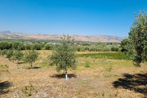 Terreno agricolo