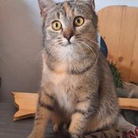 Mulan e Merida, 5 mesi, adozione di coppia