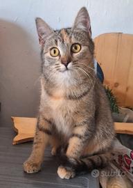 Mulan e Merida, 5 mesi, adozione di coppia