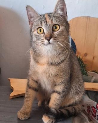 Mulan e Merida, 5 mesi, adozione di coppia