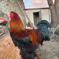 Tris Brahma Perniciato oro
