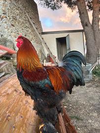 Tris Brahma Perniciato oro