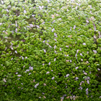 Lemna Minor - lenticchia d'acqua