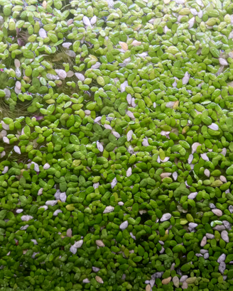 Lemna Minor - lenticchia d'acqua