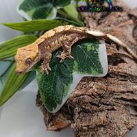 Disponibile esemplare di Ciliatus ID: BR