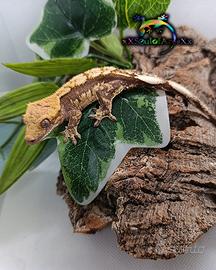 Disponibile esemplare di Ciliatus ID: BR