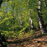 Terreno Agricolo a Taino