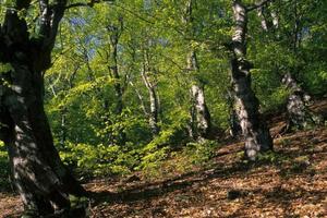 Terreno Agricolo a Taino