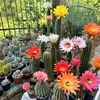 Cactus trichocereus dai fiori spettacolari